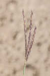 Big bluestem